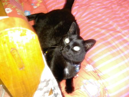 Maman et mon chat