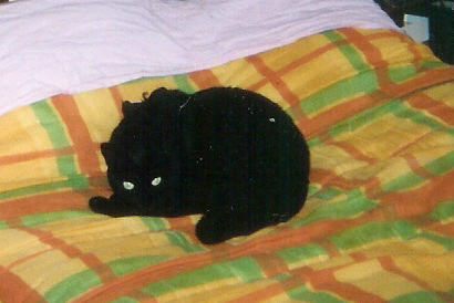 Mon chat